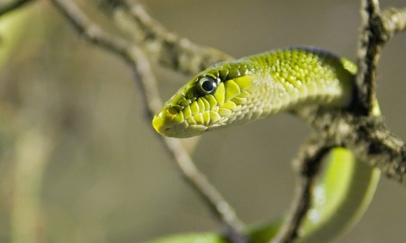 Snake Bites: Management in Primary Care - CGH