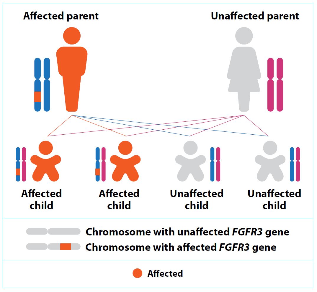 How is Achondroplasia inherited