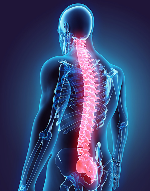 Spine Spinal Injury Conditions and Treatments